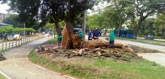 Por enfermedad, el Dagma erradicó árboles en el centro y sur de la ciudad