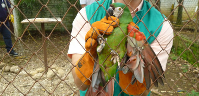 Dagma rescata 11 aves silvestres en colegios; llamado a la comunidad