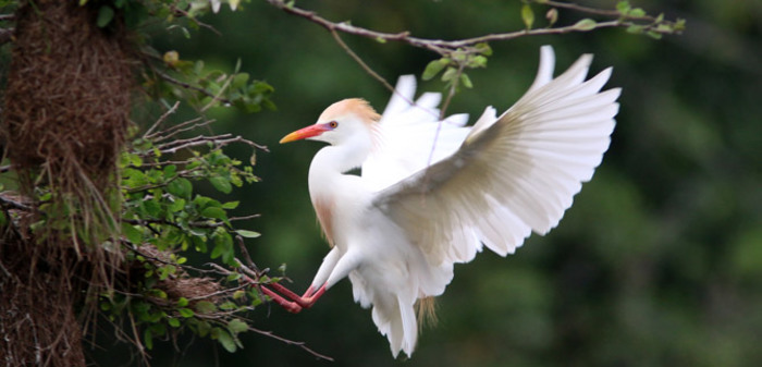 Hoy se realizó censo neotropical de aves acuáticas en las Garzas