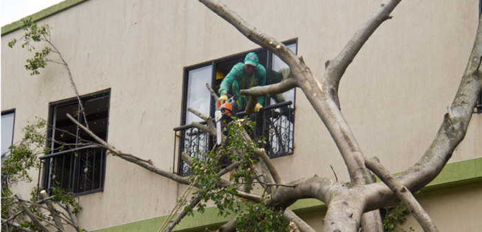 Dagma pide a la comunidad estar alerta ante posibles árboles que amenacen con caerse