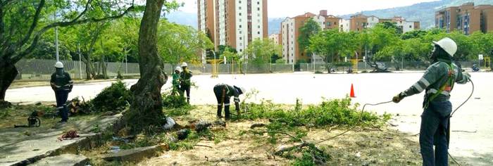 Dagma realiza mantenimiento arbóreo previo al Festival Petronio Álvarez