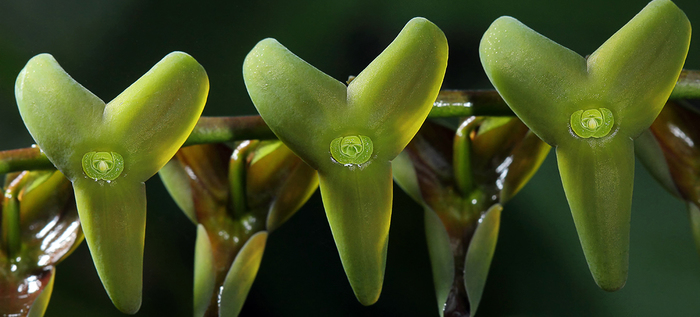 Esta es la nueva especie de orquídea descubierta en los Farallones de Cali