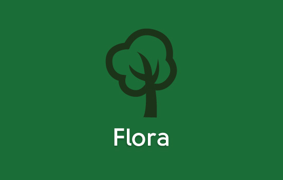 Flora Flora