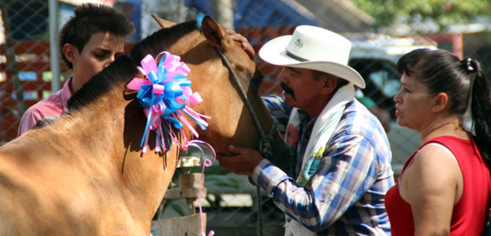 Salud hace seguimiento a equinos, adoptados por sustitución de carretillas