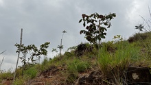 Administración Distrital ejecutó compensación arbórea de 4.270 especies forestales en Cristo Rey