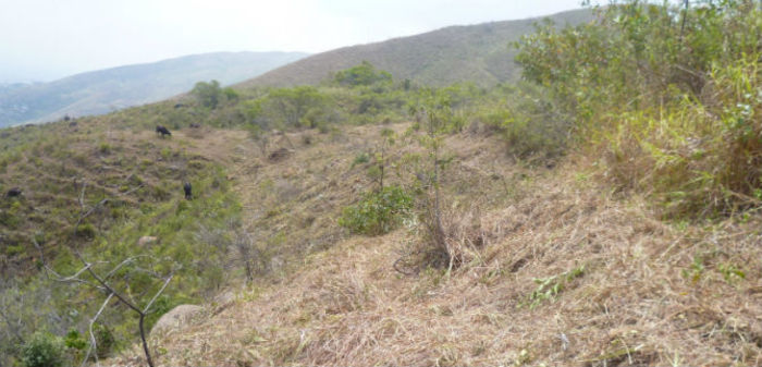 Dagma protege predios vulnerables a incendios forestales, por el fenómeno de El Niño