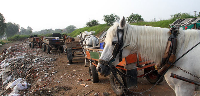 Administración expone adelantos del proceso de sustitución de carretillas de caballos