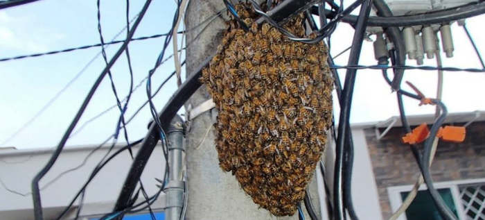Cómo diferenciar y cómo actuar ante un enjambre y una colmena de abejas