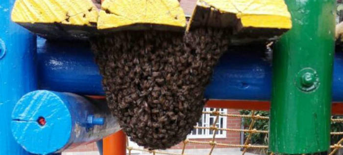 Siga las recomendaciones en caso de observar grupos abejas