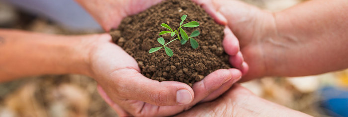 Dagma conmemorará Día del Árbol con actividades de siembras