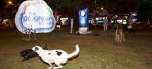¡Internet gratuito para todos! Alcalde Armitage inaugura 40 zonas Wifi desde el Parque del Perro 1