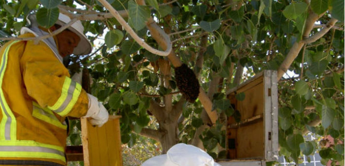 Cuidado con las abejas, llamado de la Secretaría para la Gestión del Riesgo