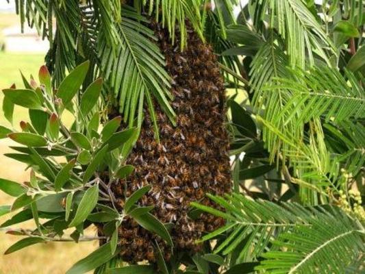 Si detecta un enjambre de abejas, evite todo contacto con estos insectos