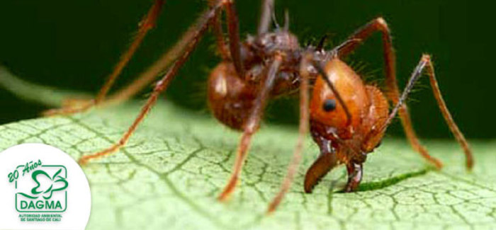 Control a hormiga arriera