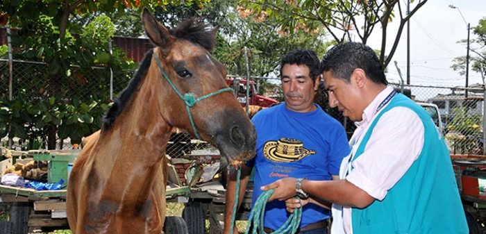 Adopción de caballos carretilleros superó expectativas; hubo 1182 solicitudes