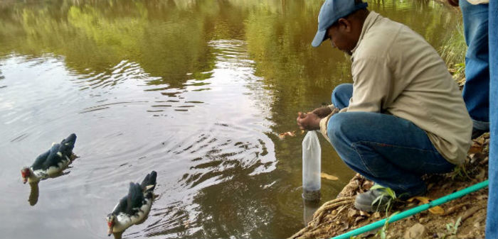Nueva jornada de siembra de peces gupies para control del dengue y chikunguya