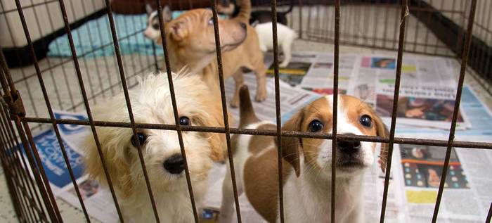 La venta ilegal de cachorros compromete su salud y bienestar