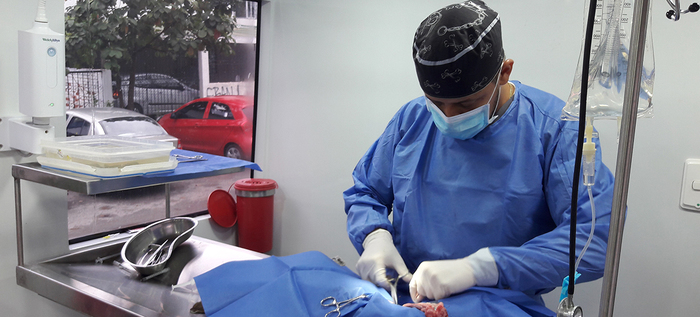 Salud Pública entrega cupos para jornada de esterilización animal en comunas 2 y 3 de Cali