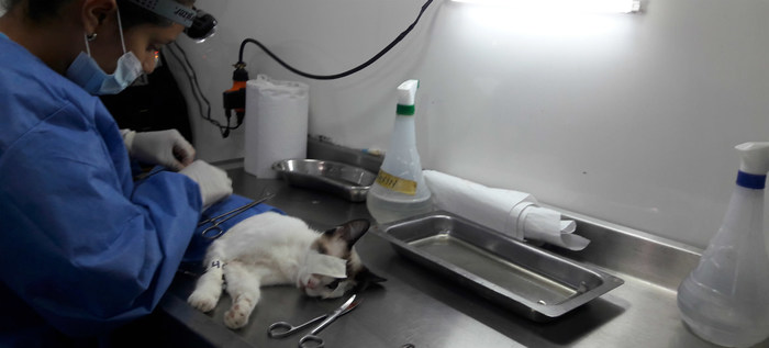 En comuna 14, Centro de Zoonosis entregará cupos para esterilización de caninos y felinos