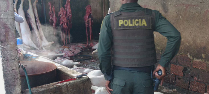 Secretaria de Salud de Cali cierra matadero ilegal de cerdos