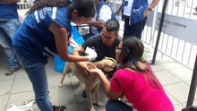 Jornada de registro para animales considerados potencialmente peligrosos en el Centro Comercial Río Cauca