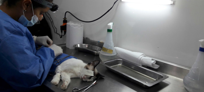 Se entregarán 360 cupos para esterilización de caninos y felinos en la comuna 7