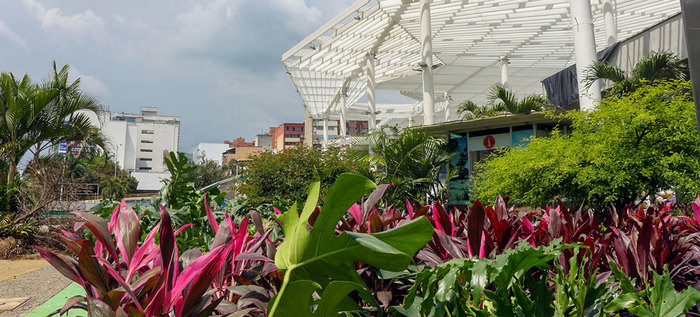 18 mil nuevas plantas  enlucirán la renovada plazoleta Jairo Varela