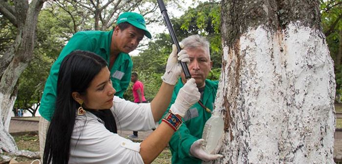 Dagma realiza control de plagas y fertilización para combatir la palomilla  y cochinilla a los árboles