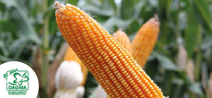 Cultivar maíz