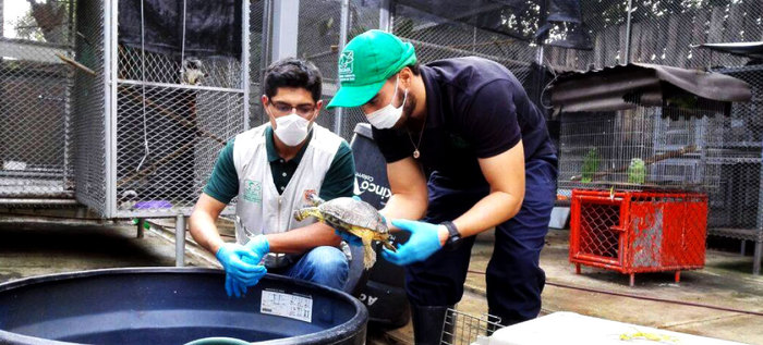 Con la liberación de tortugas, boas y babillas, Dagma celebra el Día Mundial de la Vida Silvestre