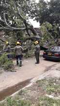 Dagma continúa atendiendo emergencias por caídas de árboles en Cali