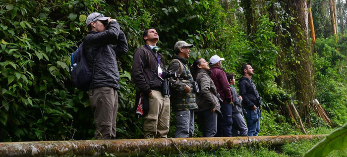 Este lunes se presentará la nueva especie de ave descubierta en Cali