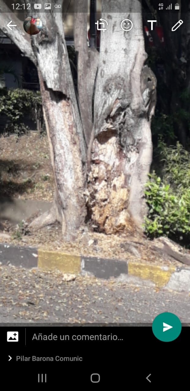 Cuadrilla de emergencias del DAGMA continúa atendiendo volcamientos arbóreos