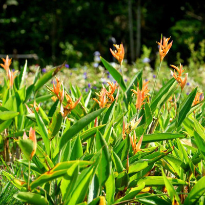 Heliconia Pajarito, planta que enamora en el Parque Ambiental Corazón de Pance
