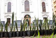 En Domingo de Ramos, Dagma recomendó plantas ornamentales en vez de palma de cera