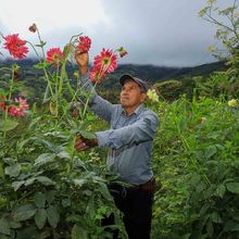 Alfonso Ortiz y su aroma de conservación y emprendimiento en La Elvira