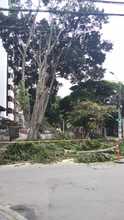 Aclaraciones sobre tala de árboles en el barrio Granada 