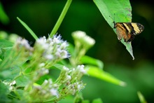 Mariposas que engalanan  el Parque Ambiental Corazón de Pance