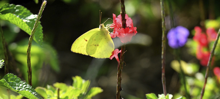 Mariposas que engalanan  el Parque Ambiental Corazón de Pance