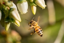 Parque Ambiental Corazón de Pance: un espacio para la protección de las abejas 