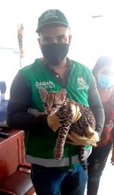 Entrega voluntaria de Tigrillo víctima de tráfico de fauna