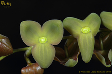 Esta es la nueva especie de orquídea descubierta en los Farallones de Cali 