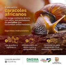 Proliferación de caracol africano en temporada de invierno 