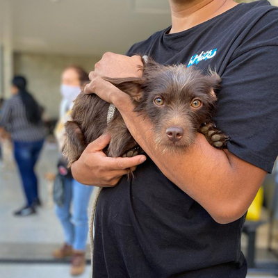 Centro de Bienestar Animal realizó su primera jornada masiva de esterilizaciones