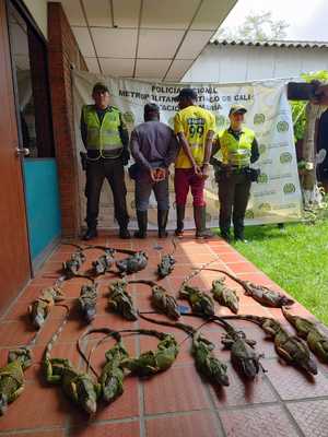 Rescatadas 19 iguanas de los traficantes de fauna   
