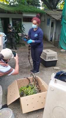 Rescatadas 19 iguanas de los traficantes de fauna   