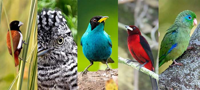 ‘Corazón de Pance’ alberga casi el 20% de las especies de aves que habitan en Cali