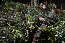 Suspenden tala ilegal de cuatro individuos arbóreos en unidad residencial al sur de Cali