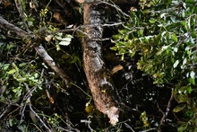 Suspenden tala ilegal de cuatro individuos arbóreos en unidad residencial al sur de Cali