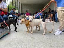 Centro de Bienestar Animal realizó su primera jornada masiva de esterilizaciones